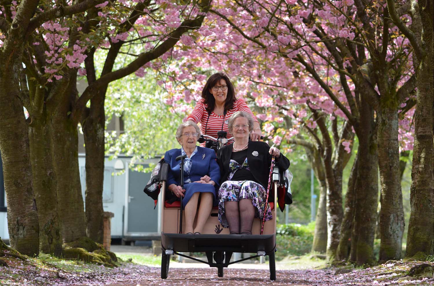 Two elderly women sitting on a trishaw and smiling. A third woman is driving the trishaw on a path with cherry trees in full bloom.