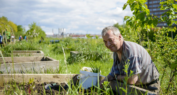 An older man works on a raised vegetable bed surrounded by green plants.