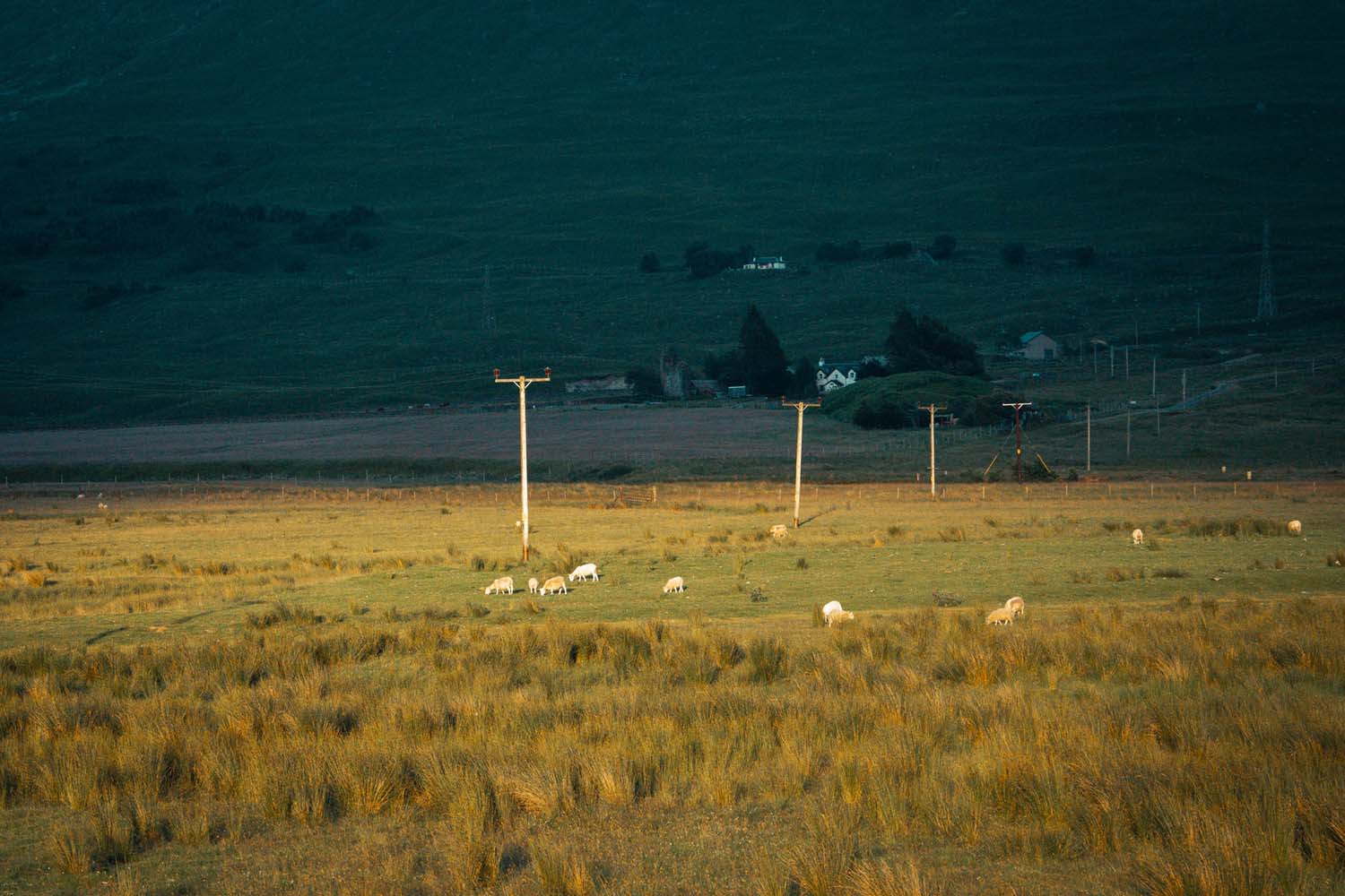 The sun shining on sheep grazing in a field under electricity pylons in Scotland.