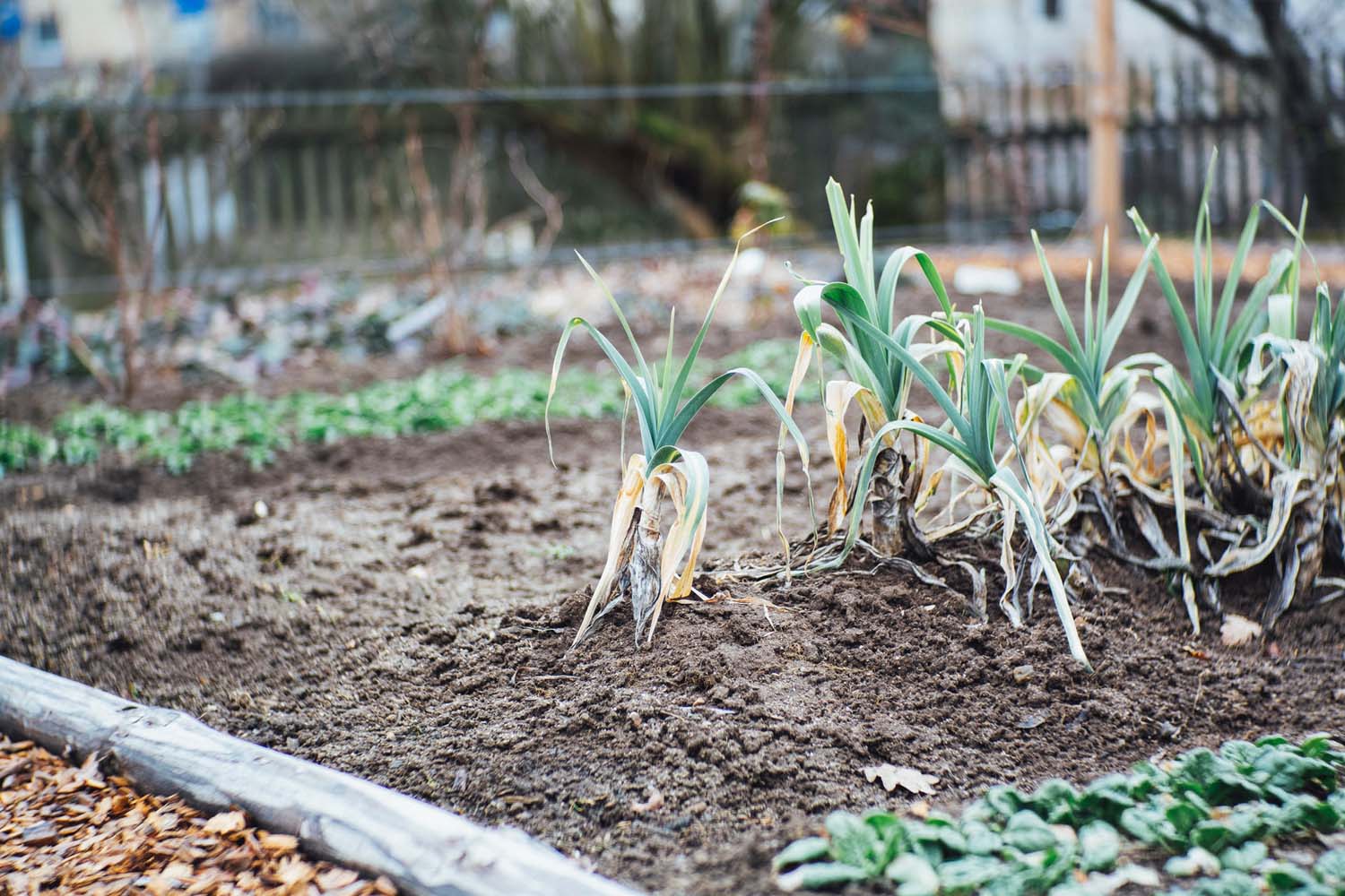 A close up photograph of a vegetable patch with rows of leeks sticking out of the brown soil 