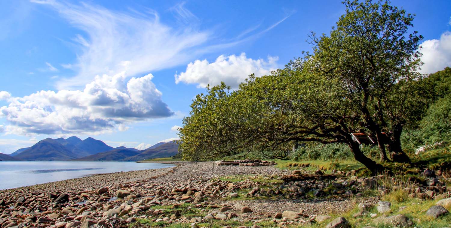 A photograph of a stoney beach with a tree hanging over a circle of stones, with a view of mountains in the background 