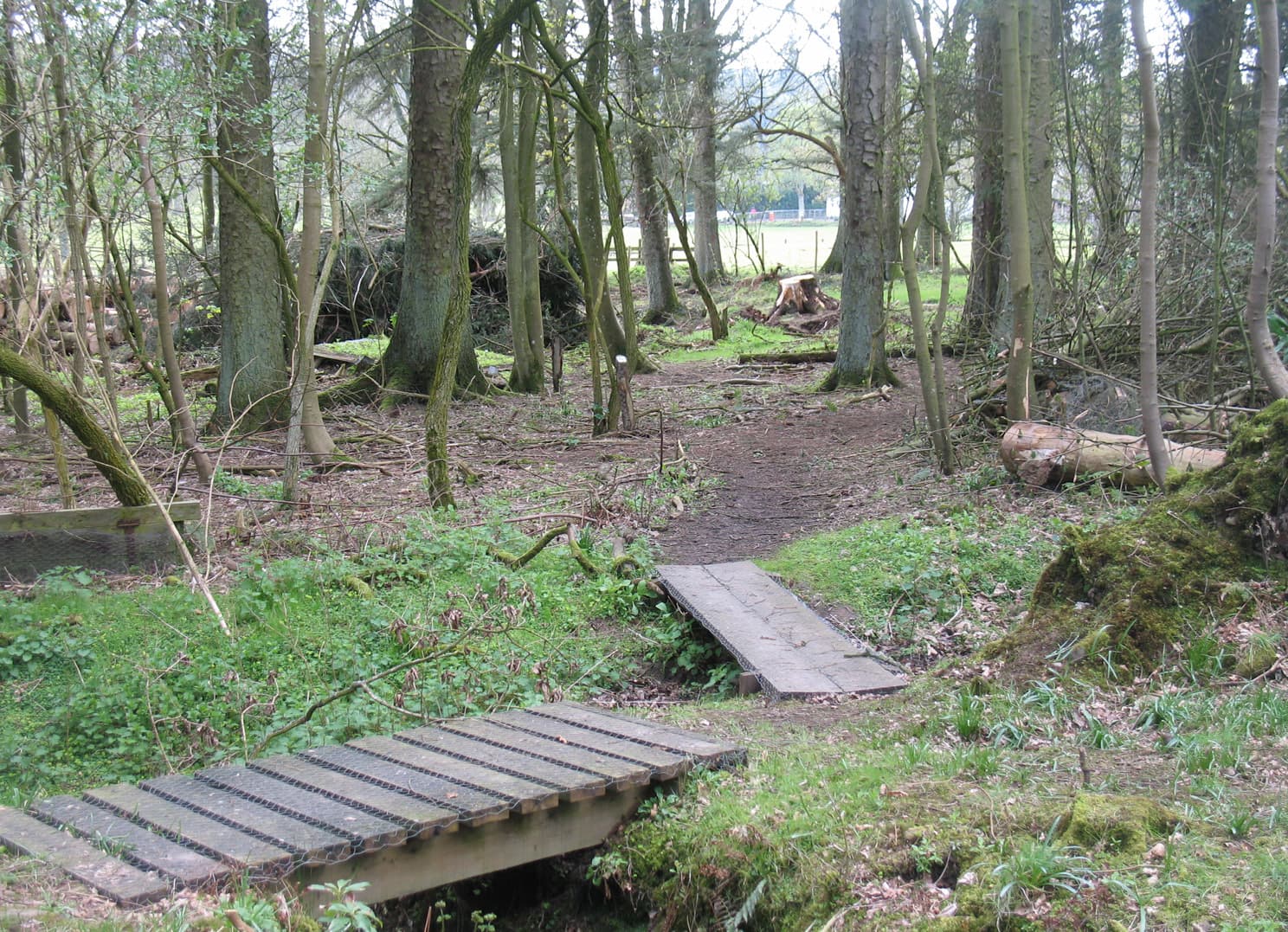 Two wooden pathways in a forest near St Mungo Primary School.  