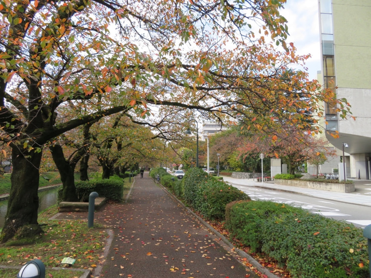 A wide pathway in the park adjacent to a block of flats in the autumn. The leaves if the trees are orange and brown.