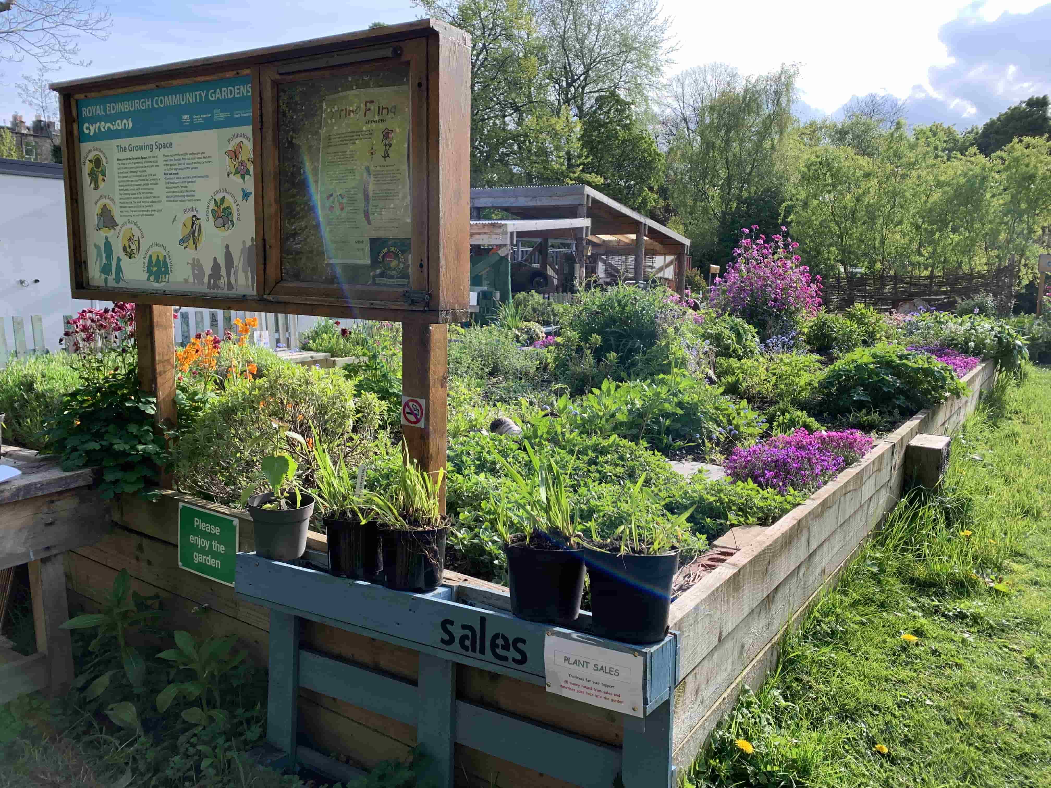 A wooden notice board in a raised bed planter with green and purple plants. 