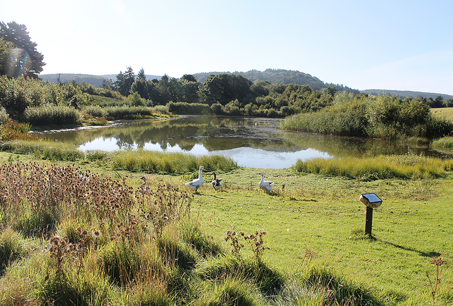 Geese sitting around a loch at Murton Farm & Nature Reserve.