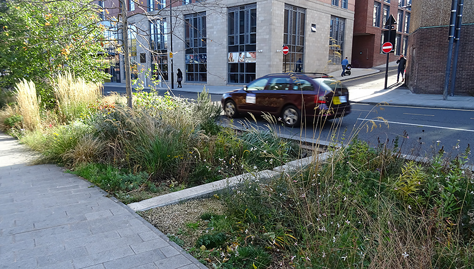 A photo of a street featuring a rain garden planted with wild flowers, grasses and trees to improve drainage and create biodiversity in the city.