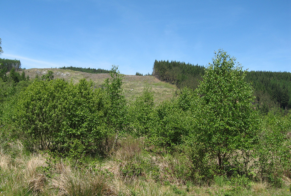 A forest near Fort William with self-regenerated native trees.