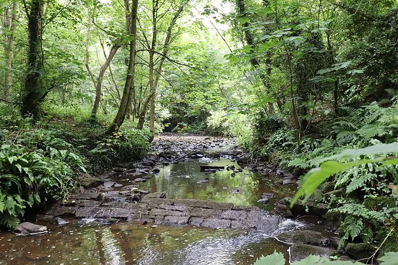A forest with a river running through it.