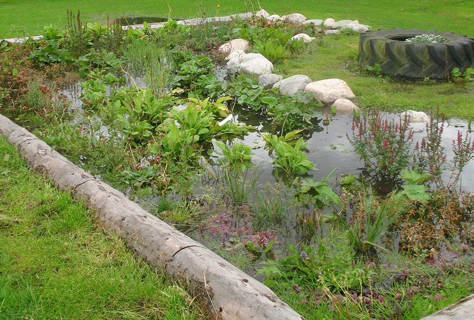 A rain garden with aquatic or pond plants, bordered by logs and stones and a large tyre turned into a planter.