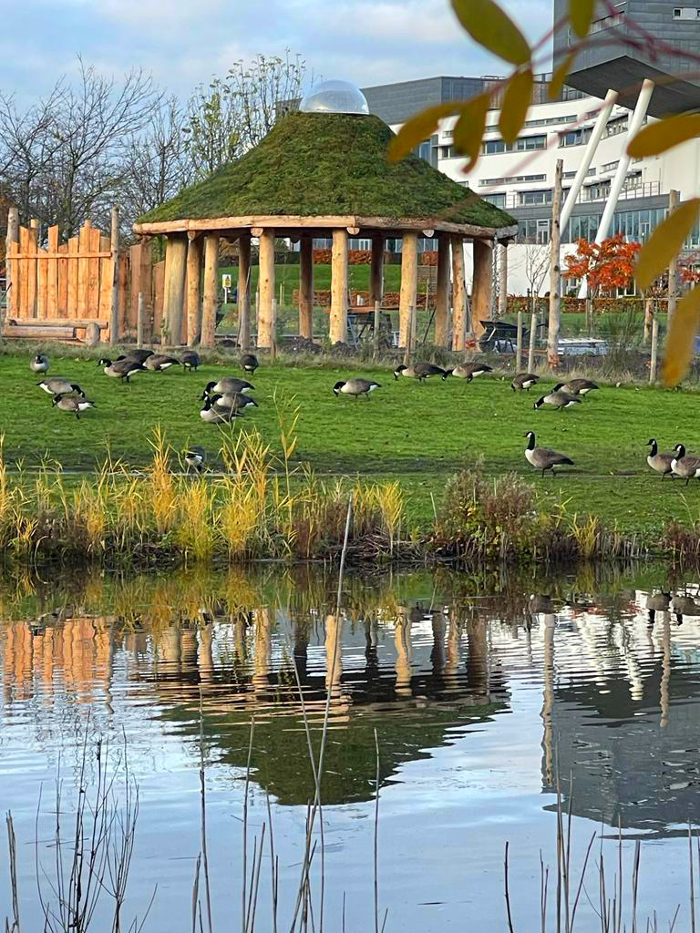 Ducks grazing on grass with The Howff in the background.