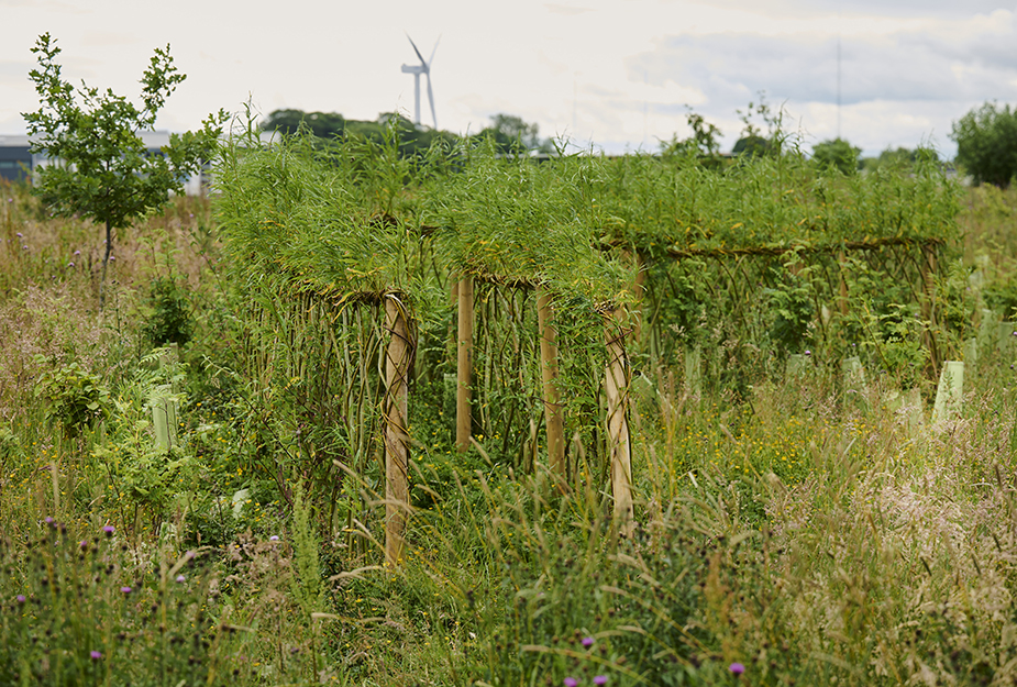 Willow structure growing in a grassy field.